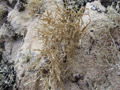 [Ramalina portosantana]